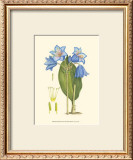 Periwinkle Blooms II Prints by Samuel Curtis
