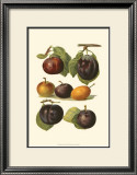 Plum Varieties II Posters by John Wright