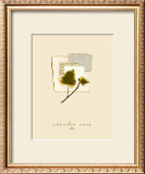 Ivy Prints by Claudia Vera