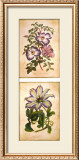 Flowering Clematis Posters by Louis Van Houtte