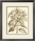 Sepia Munting Foliage III Prints by Abraham Munting