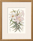 Kramer's Lily Prints by Walter H. Fitch