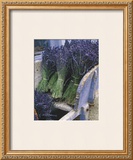 Lavender Harvest Posters by Gunter Rossenbach