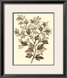 Sepia Munting Foliage I Prints by Abraham Munting