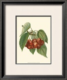 Red Cherries Prints by John Wright