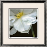 O'Keeffe Jonquil Limited Edition Framed Print by Pip Bloomfield