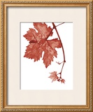 Red Bud Print by Gil-lubin 