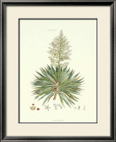 The Yucca Plant Posters by John Miller (Johann Sebastien Mueller) 