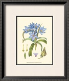 Periwinkle Blooms III Art by Samuel Curtis