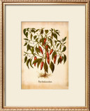 L'Herbier II Art by Basilius Besler
