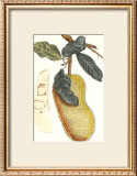Indonesian Fruits III Posters by Berthe Hoola Van Nooten