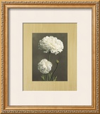 Dalie Prints by Andrea Trivelli