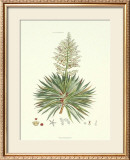The Yucca Plant Prints by John Miller (Johann Sebastien Mueller) 