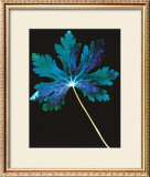 Photogram Poster by Hazel Barrett