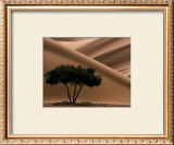 Acacia Poster by Philippe Bourseiller