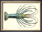 Crustacean IV Prints by Pierre Siebold