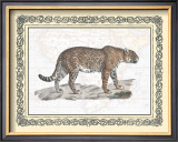 Jaguar Prints