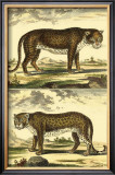 Panther and Leopard Art by Denis Diderot