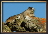 Marmot in Alaska Framed Giclee Print by Charles Glover