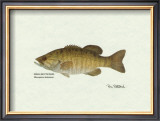 Smallmouth Bass Fish Poster by Ron Pittard