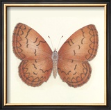 Butterfly VIII Limited Edition Framed Print by Sophie Golaz