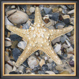 Shell Study III Prints by Nick Biscardi