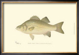 White Bass Poster by Denton 