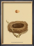 Antique Nest and Egg III Prints by Reverend Francis O. Morris