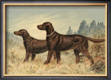 Irish Setter II Poster by Alexander Pope