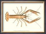 Antique Lobster I Art by James Sowerby