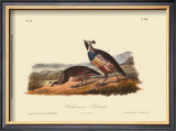California Partridge Posters by John James Audubon