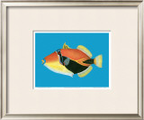 Humuhumu Engraving Posters by Steve Strickland