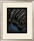 Zebra's Watering Hole Posters by Dexter Griffin