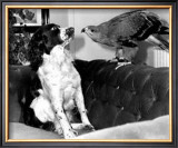 Jagger and His Friend Bow Print