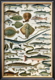 Poissons Posters