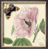 Hibisco Posters por Louis Van Houtte Hibisco Posters por Louis Van Houtte