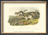 Marmot Squirrel Prints by John James Audubon