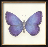 Butterfly II Limited Edition Framed Print by Sophie Golaz