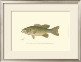 Small-Mouthed Black Bass Prints by Denton 
