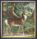 Deer in the Wild I Prints by Johann Elias Ridinger