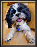 Shihtzu Baby Posters by Robert Mcclintock
