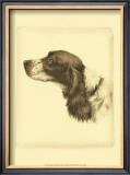 Danchin Cocker Spaniel Print by Danchin 