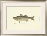 Striped Bass Posters by Denton 