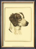 Danchin Brittany Spaniel Prints by Danchin 