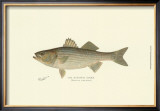 Striped Bass Prints by Denton 