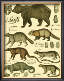 Oken Bear and Racoon Prints by Lorenz Oken