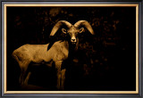 Western Ram Framed Giclee Print by Jim Tunell