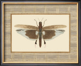 Delicate Dancer IV Prints by Sarah Elizabeth Chilton