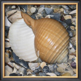 Shell Study I Posters by Nick Biscardi