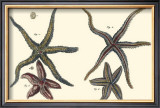 Sea Shells IX Poster by Denis Diderot
